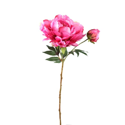Piwonia