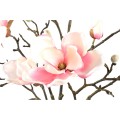 magnoliakwiat