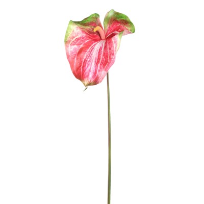 Kwiat anthurium PTMD