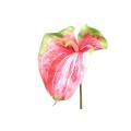 anthuriumred