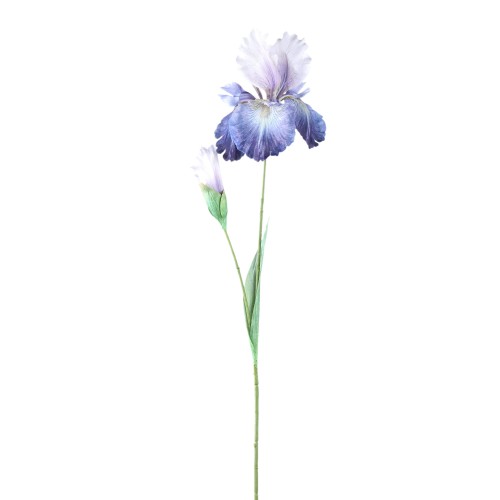 Irys fioletowy