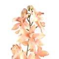 orchidflower