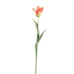 Pomarańczowy tulipan PTMD