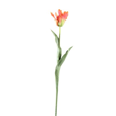 Pomarańczowy tulipan PTMD