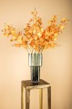 orchid orange