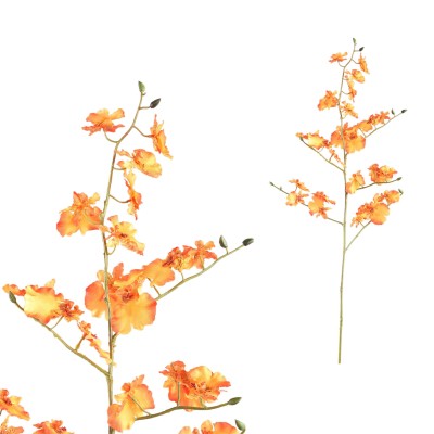 Kwiat orchidei Oncidium PTMD