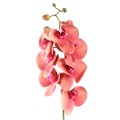 falenopsis kwiat
