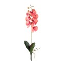 falenopsis