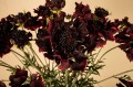 Scabiosa kompozycja PTMD