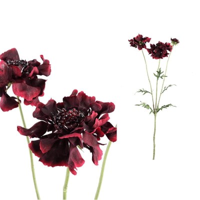 Bordowa Scabiosa PTMD 