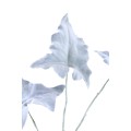 Liście Kalanchoe