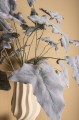 Liście Kalanchoe PTMD