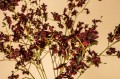 Orchidea kompozycja