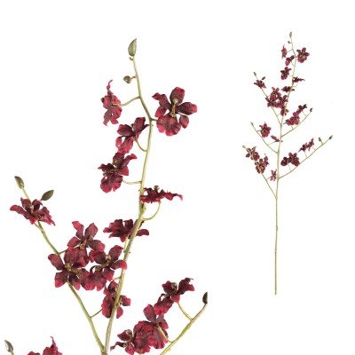 Kwiat bordowej Orchidei PTMD