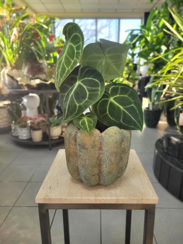 anthurium clarinervium