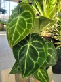 anthurium clarinervium