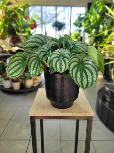 peperomia watermelon