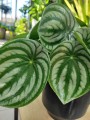 peperomia