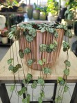 Ceropegia woodii