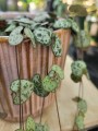 ceropegia