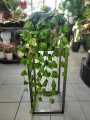 Dischidia Platyphylla całość
