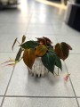 Philodendron Miscans