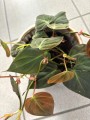 Philodendron Miscans liście