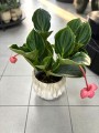 Medinilla