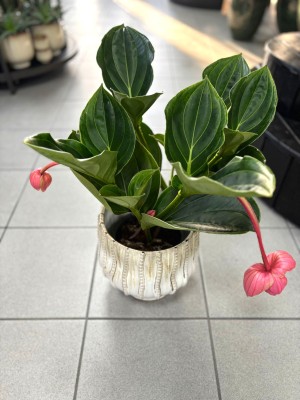Medinilla Magnifica Flamenco, medinilla wspaniała