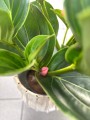 Medinilla Flamenco
