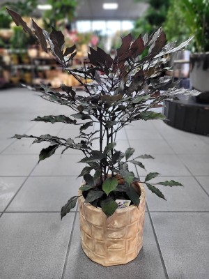 Leea guineensis Burgundy
