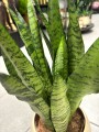 Sansevieria Zeylanica liście