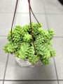 Sedum Buritto Rozchodnik