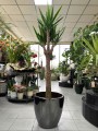 Yucca Branched