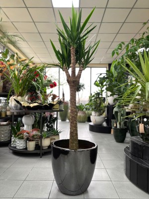 Yucca elephantipes Branched, juka