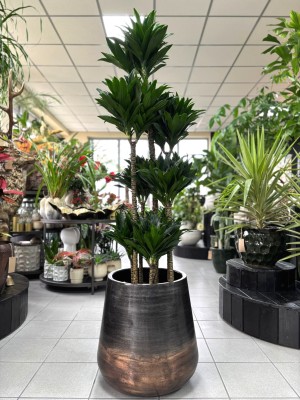 Dracaena compacta, dracena