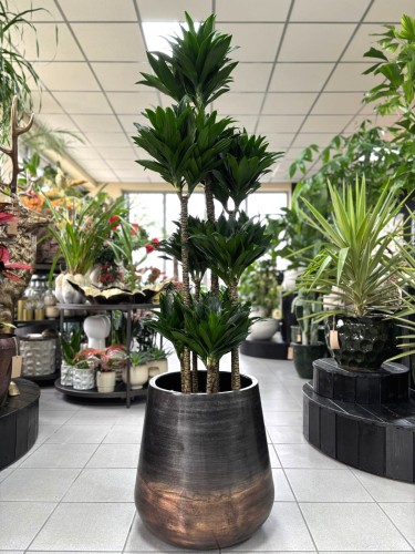 Dracena Compacta