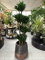 Dracena Compacta
