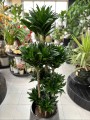 Dracena Compacta