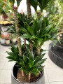 Dracena Compacta liście