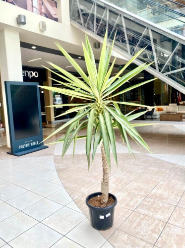 Yucca