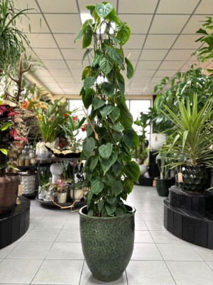 Philodendron scandens, filodendron na podporze