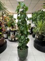 Philodendron scandens