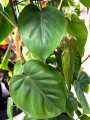 Philodendron scandens liście