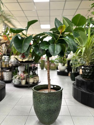 Ficus elastica Robusta pień, fikus