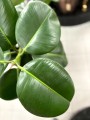 Ficus Robusta liście