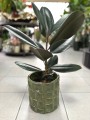 Ficus Robusta