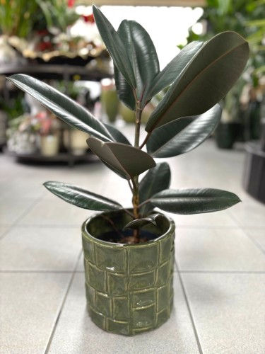Ficus Robusta