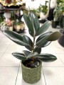 Ficus Robusta