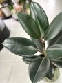 Ficus Robusta liście